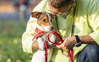 Hundetrainer Hundeschule Dresden Kai Hartmann Hundeerziehung Hundetraining Hundeleine