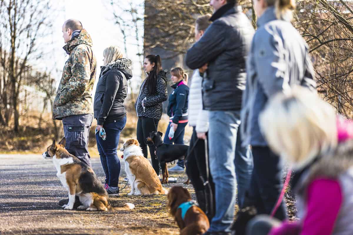 Keine Zeit für eine Hundeschule