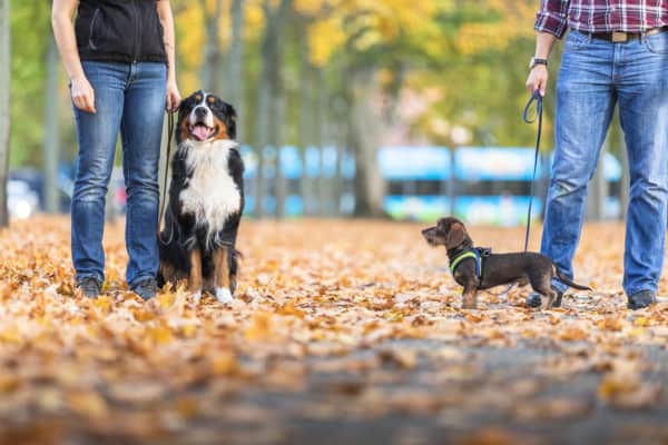 Hundeschule Dresden Kai Hartmann