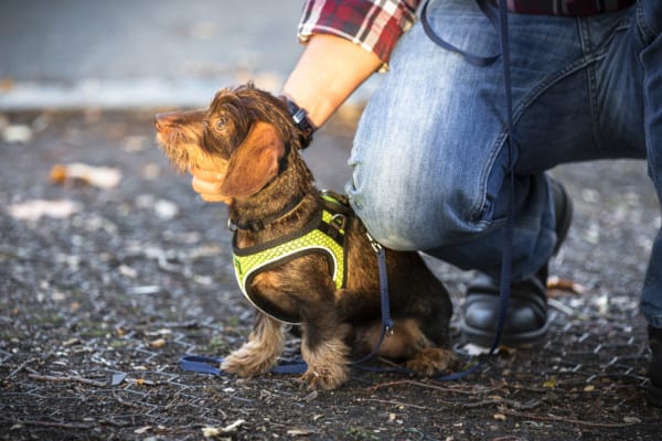 Hundeschule Dresden Kai Hartmann