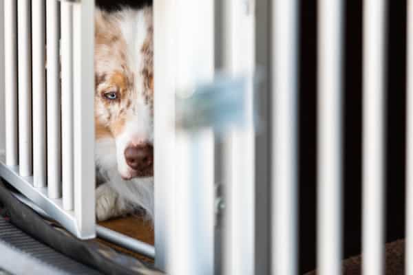 Erziehung mit der Hundebox