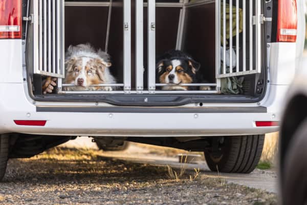 Gewöhnung an die Hundebox Hundetrainer Dresden Kai Hartmann