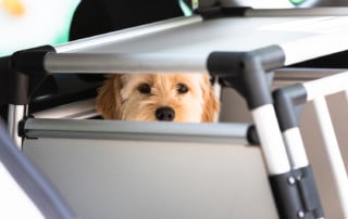 Hundebox Gewöhnung Erziehungshilfe