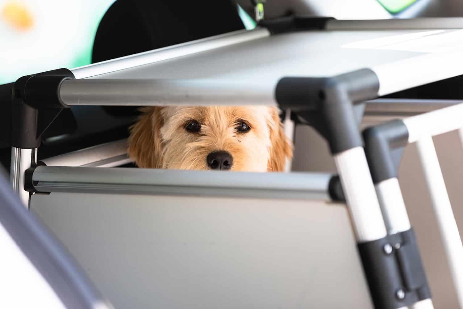 Hundebox Gewöhnung Erziehungshilfe