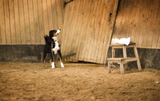 Hundeschule Dresden Ressourcen Hund