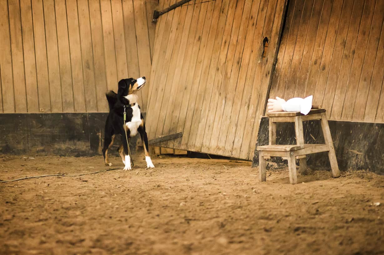 Hundeschule Dresden Ressourcen Hund