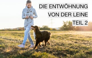 5er-Basis Leinenführigkeit Hundeschule Welpenschule Dresden