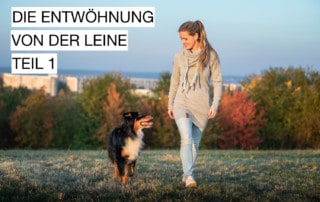 5er-Basis gehen ohne Leine Leinenführigkeit Hundeschule Hundetrainer Dresden