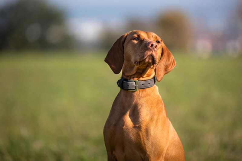 Dein Hund hört nicht tu das Richtige Hundeschule Dresden Welpenschule