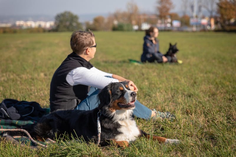 Veränderung Hundetrainer Dresden Hundeschule Kai Hartmann