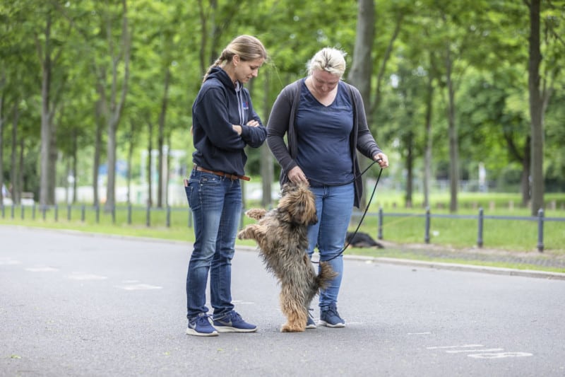 Aktion und Reaktion Hund Hundeschule Dresden Kai Hartmann