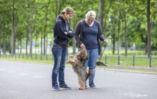 Hund springt Menschen an ignorieren Hundeschule Drsden
