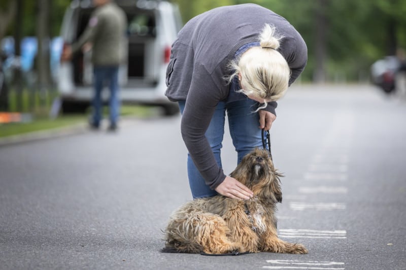 Ignoration Hundetrainer Dresden Kai Hartmann