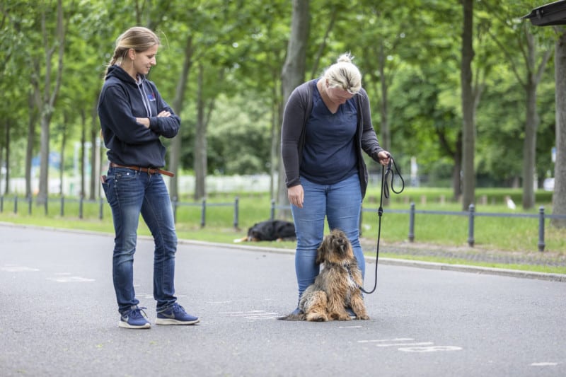 Ignoration Hundetrainer Dresden Kai Hartmann