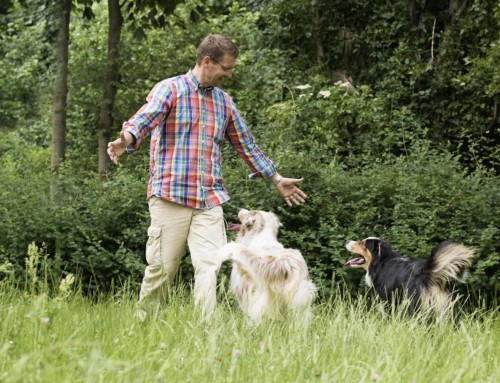 Richtig spielen mit dem Hund