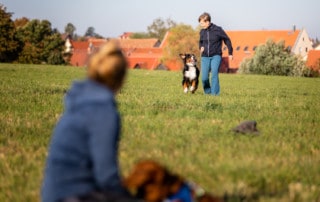 Veränderung Hundetrainer Dresden Hundeschule Kai Hartmann