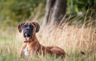 Veränderung Problemhund Hundeschule Hundetrainer Dresden Kai Hartmann