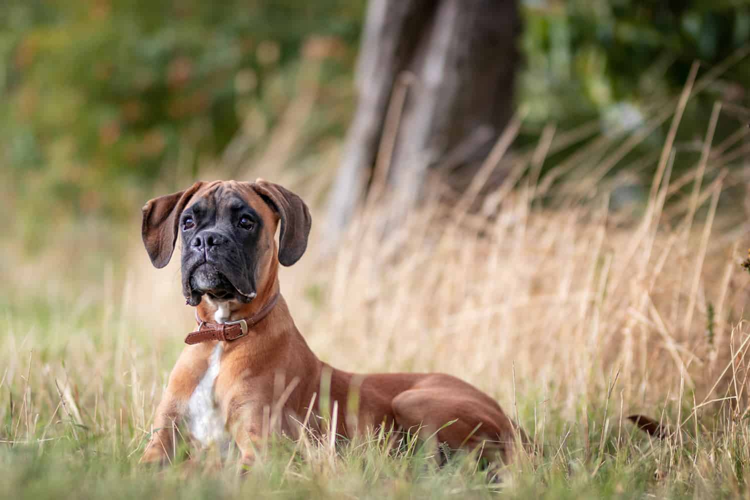 Veränderung Problemhund Hundeschule Hundetrainer Dresden Kai Hartmann