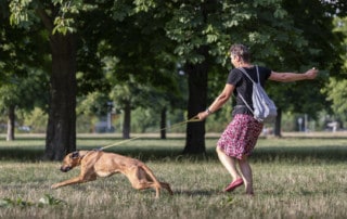 Leinenführigkeit der beste Weg Hundeschule Hundetrainer Dresden Kai Hartmann