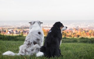 Leinenführigkeit Hundeschule Dresden Hundetrainer Dresden Kai hartmann 5er-Basis Leinenpflicht Bannewitz