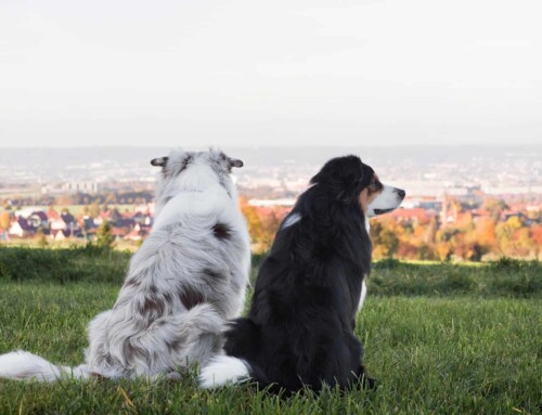 Leinenpflicht für Hunde