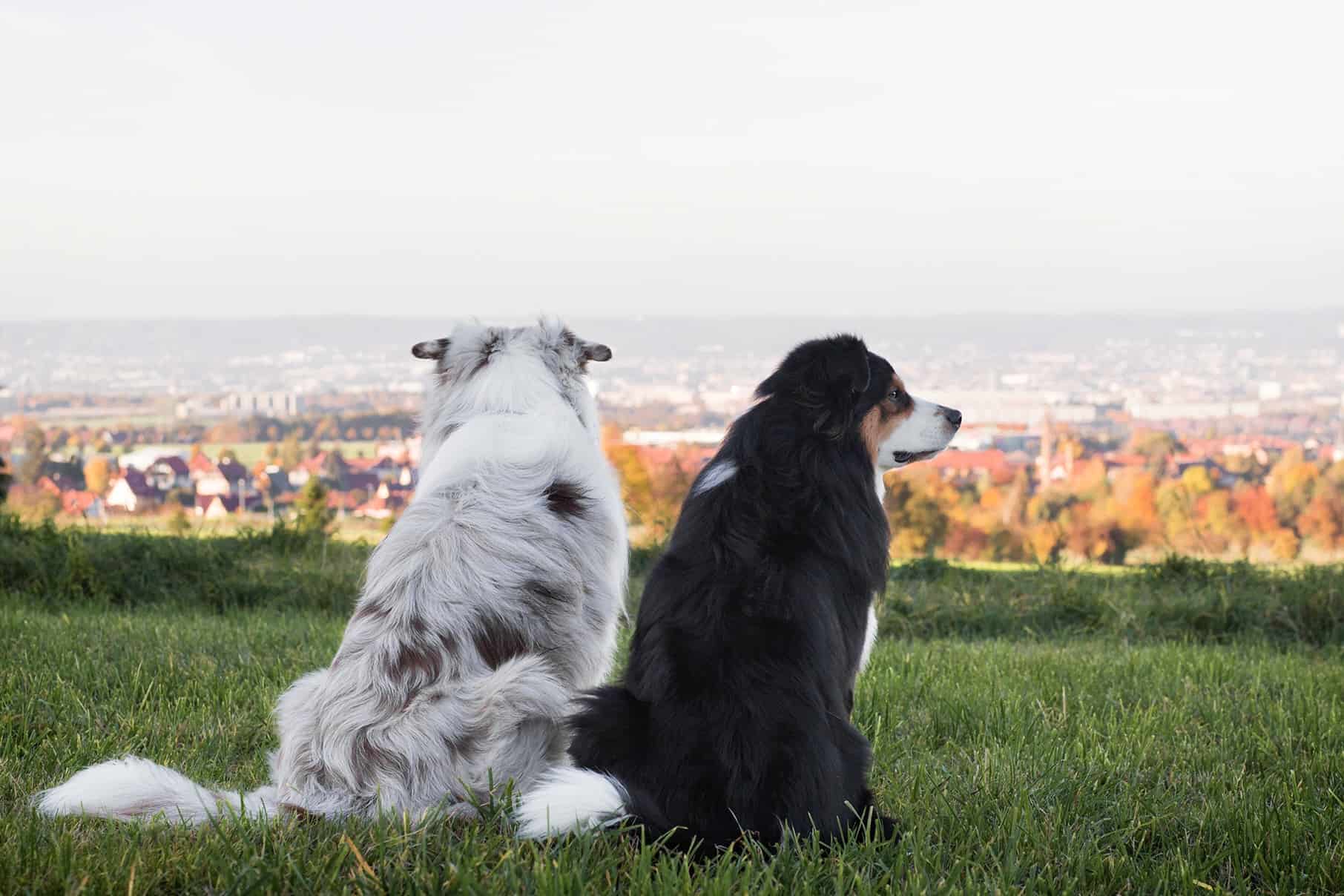 Leinenführigkeit Hundeschule Dresden Hundetrainer Dresden Kai hartmann 5er-Basis Leinenpflicht Bannewitz