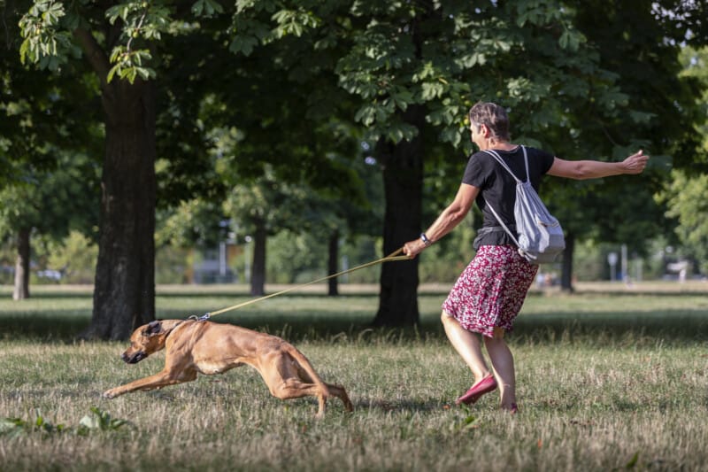 Hundeschule Dresden lockere Leine Leinenführigkeit