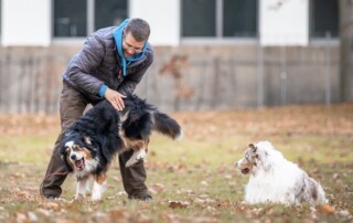 Hundeerziehung zu wenig Zeit Kai Hartmann Dresden 5er-Basis Hundetraining Hundeschule dresden
