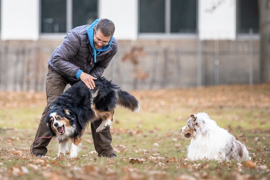 Hundeerziehung zu wenig Zeit Kai Hartmann Dresden 5er-Basis Hundetraining Hundeschule dresden