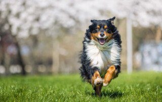 Hundetrainer Hundeschule Dresden Lauspiel mit Hund Steigerungsläufe