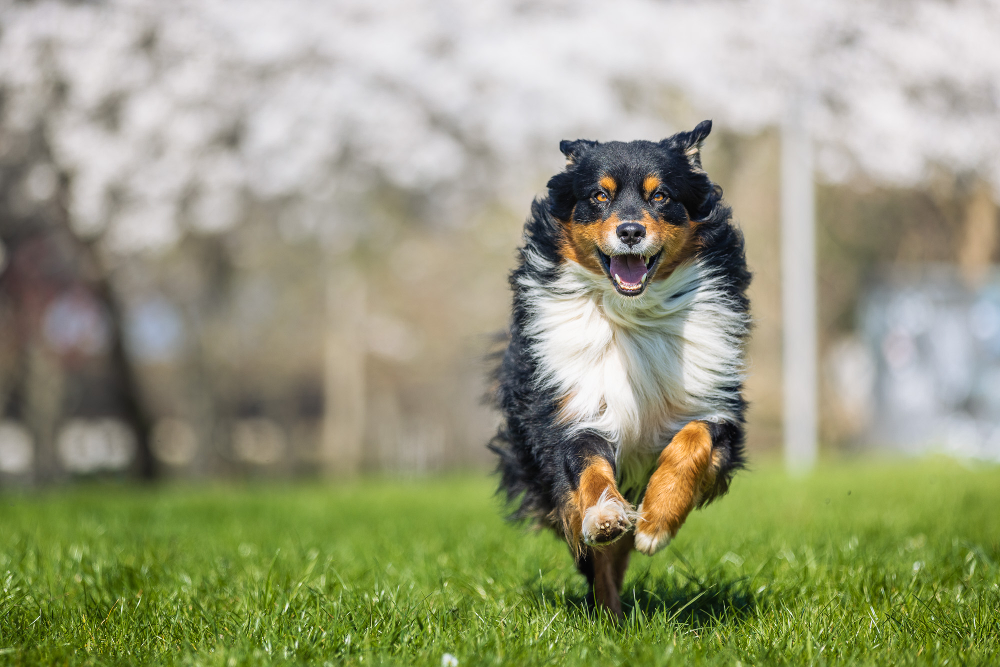 Hundetrainer Hundeschule Dresden Lauspiel mit Hund Steigerungsläufe