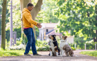 CARE-Methode in der Hundeerziehung Kai Hartmann Hundetrainer 5er-Basis