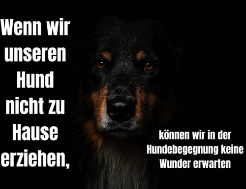 Hundebegegnungen entspannt meistern