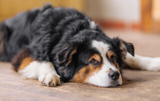 Ruhetraining Hund Kai Harmann Hundetrainer