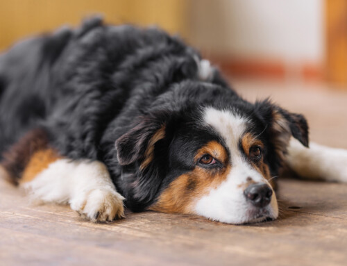 Ruhetraining für den Hund