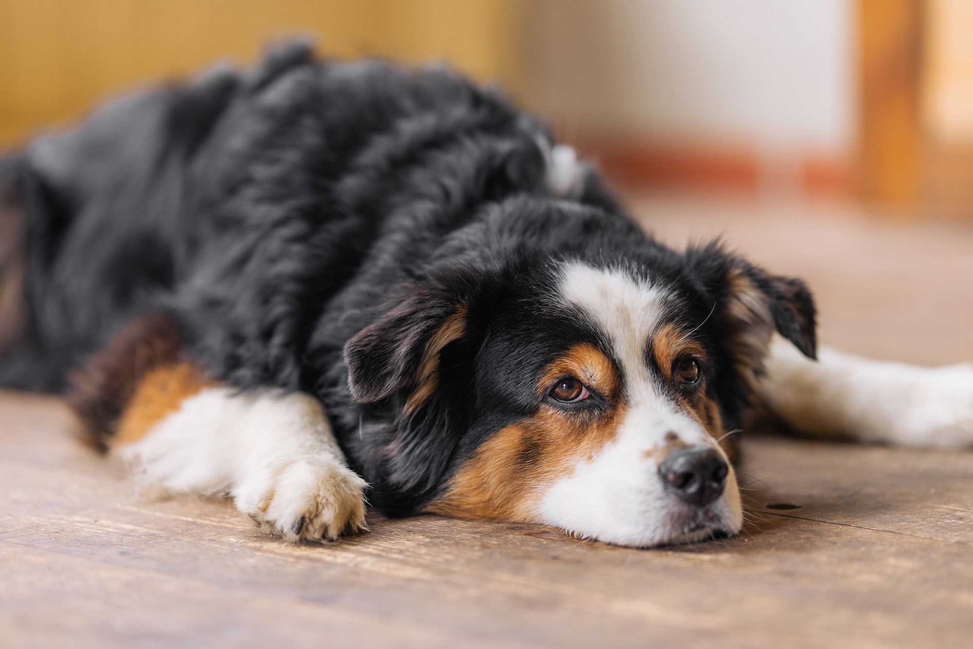 Ruhetraining Hund Kai Harmann Hundetrainer