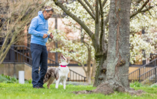 alles hinschmeißen Kai Hartmann Hundeschule Dresden Online Akademie