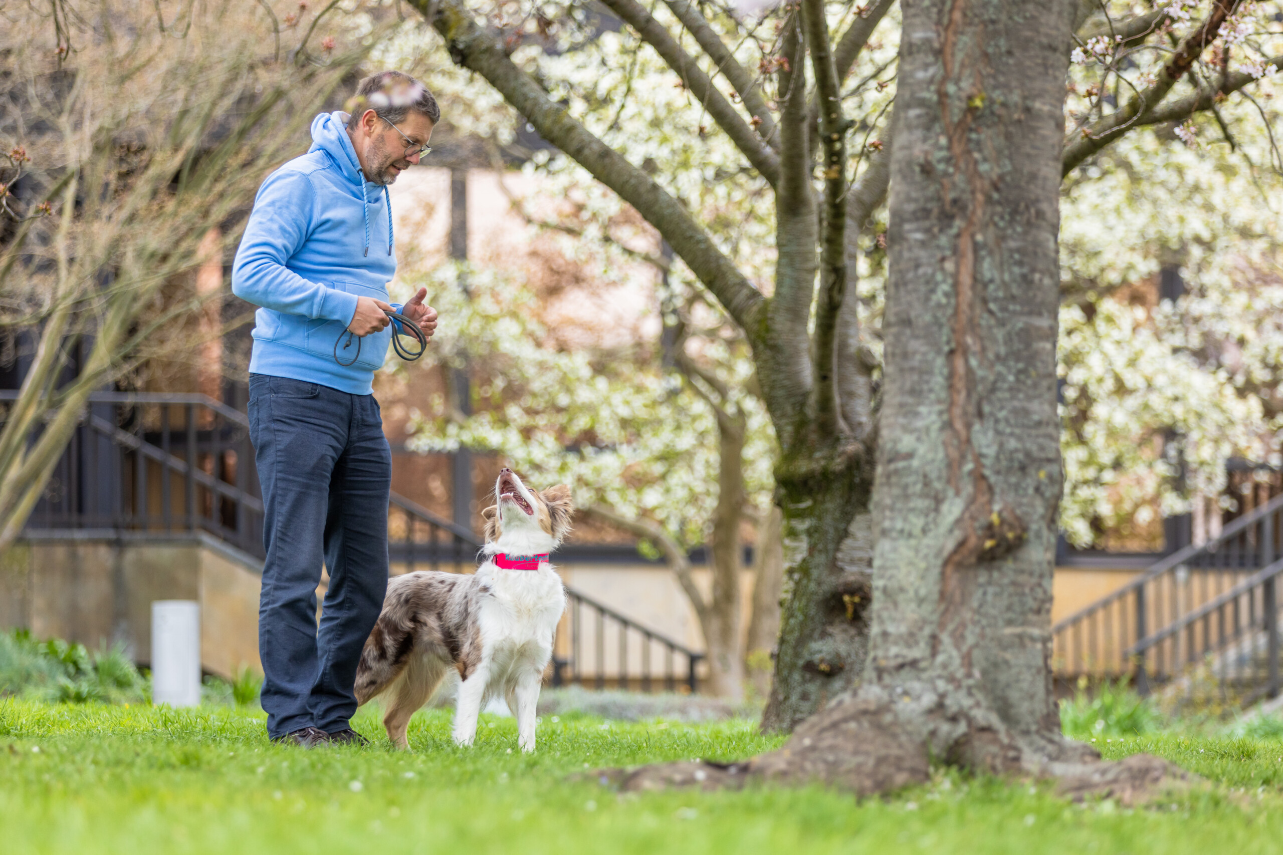 alles hinschmeißen Kai Hartmann Hundeschule Dresden Online Akademie